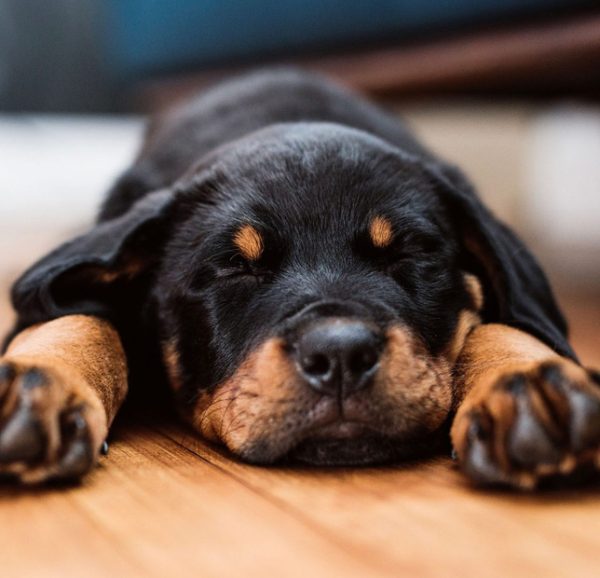 male-rottweiler-puppies