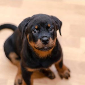 male-rottweiler-puppies