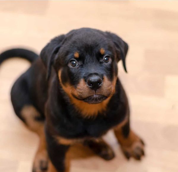 male-rottweiler-puppies