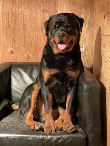 rottweiler-male-for-sale