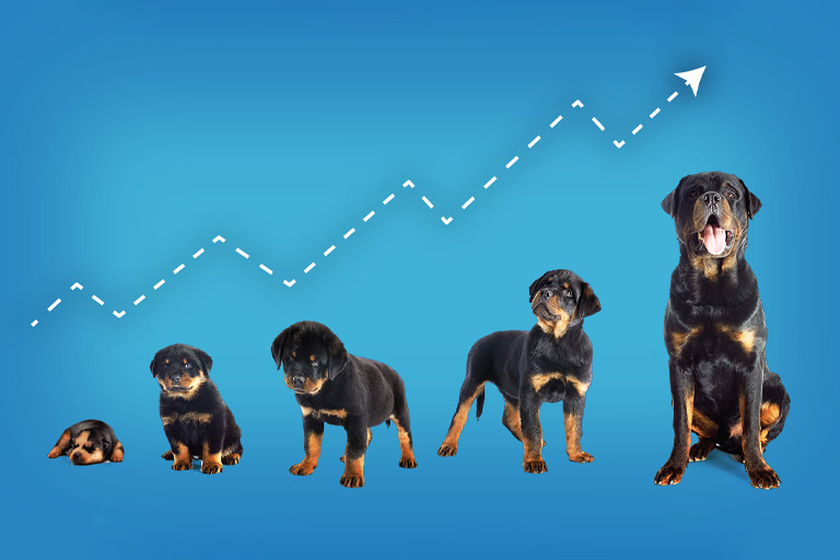 Rottweiler-Growth-and-Weight-Stages