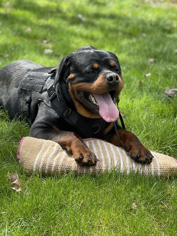 german-rottweiler-male-for-sale