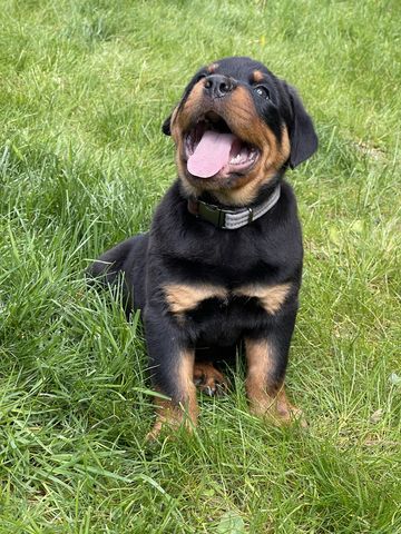 rottweiler-Puppies-for-sale
