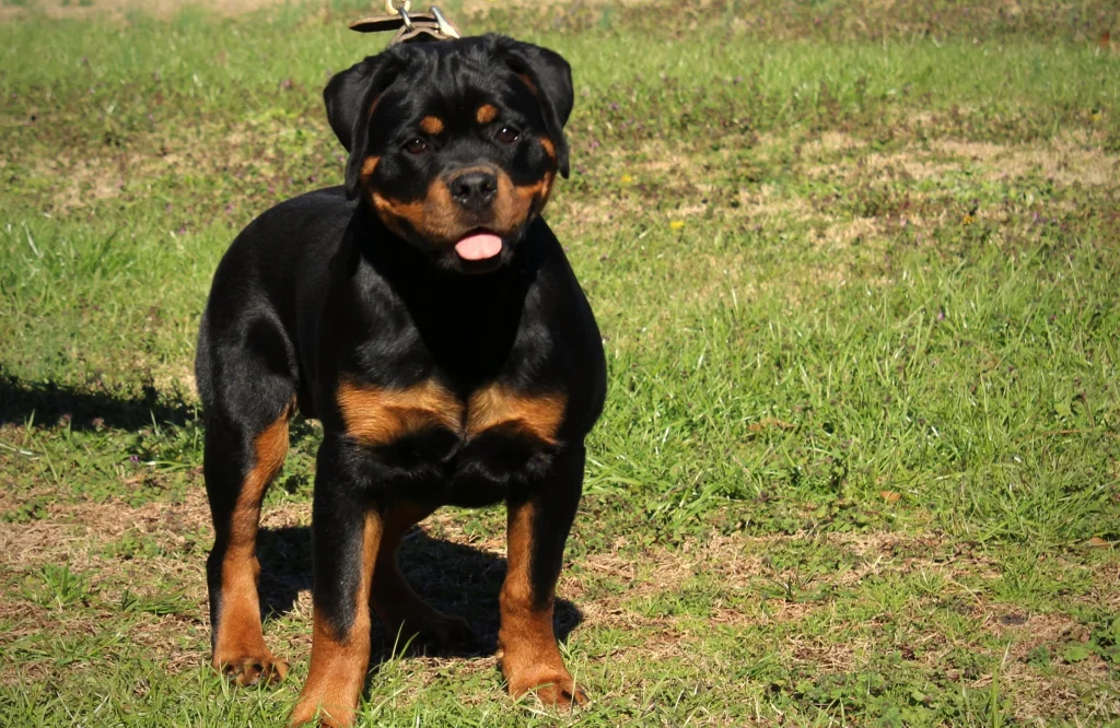 are rottweilers a healthy breed