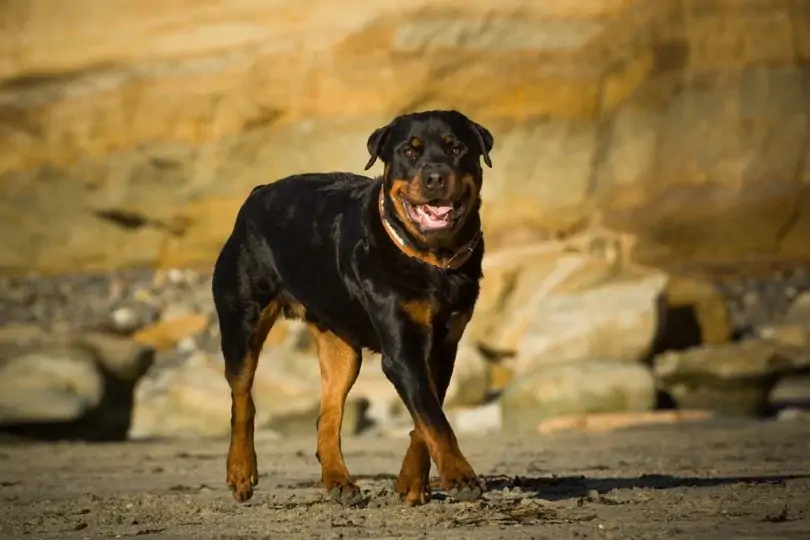 Rottweilers-Paw