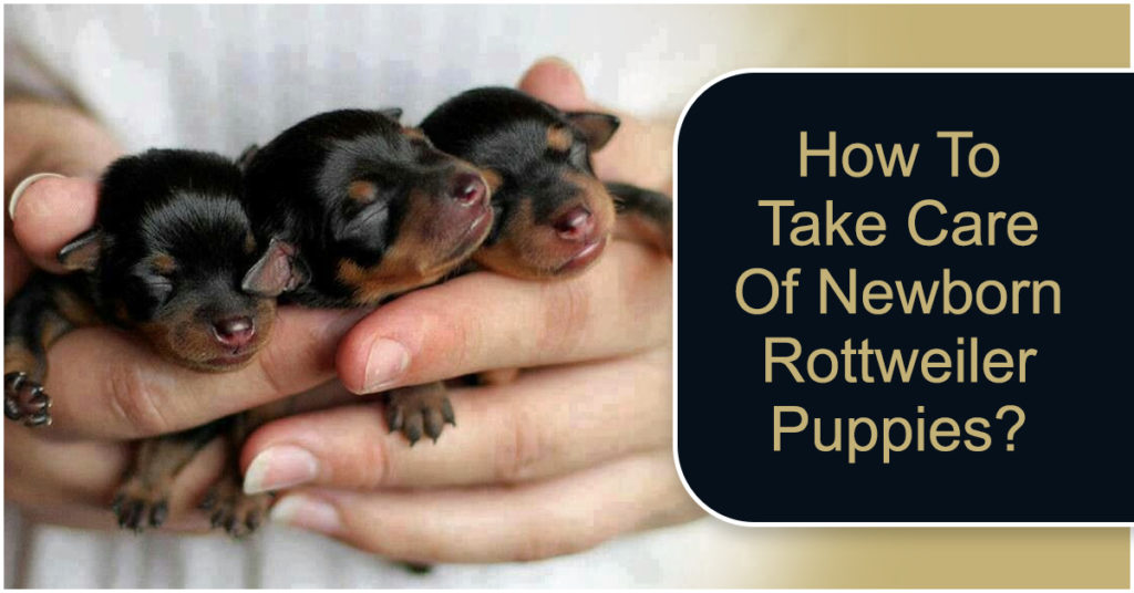Newborn-Rottweile-Puppies