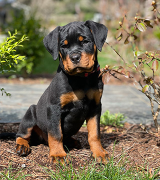 male-rottweler-Puppies