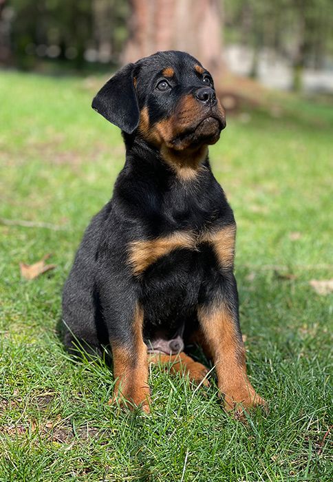Rottweiler Puppies for Sale/Adoption - Vom Hause Stan