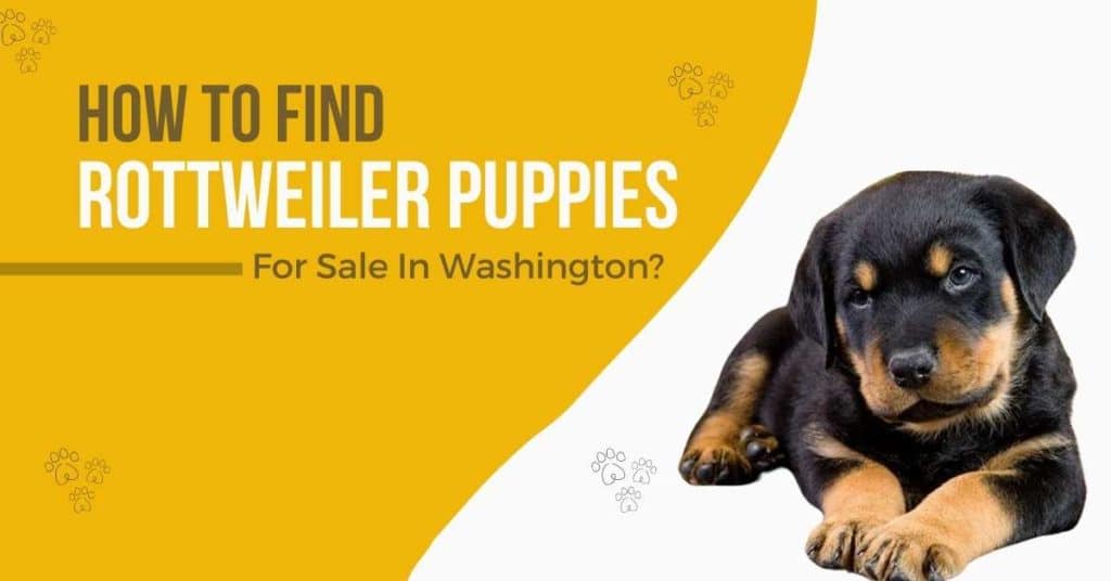 rottweiler-puppies-for-sale-in-Washington