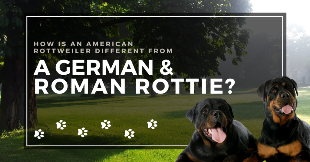 American-Rottweiler-Different-From-A-German-&-Roman-Rottie