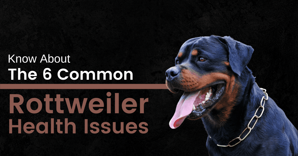 What Health Problems Do Rottweilers Have