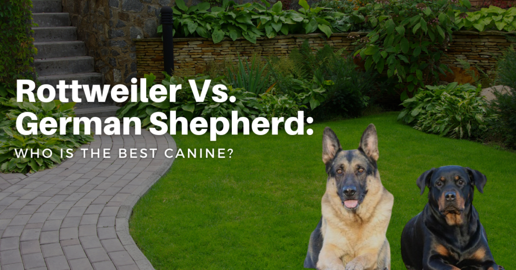 Rottweiler-vs-German-Shepherd
