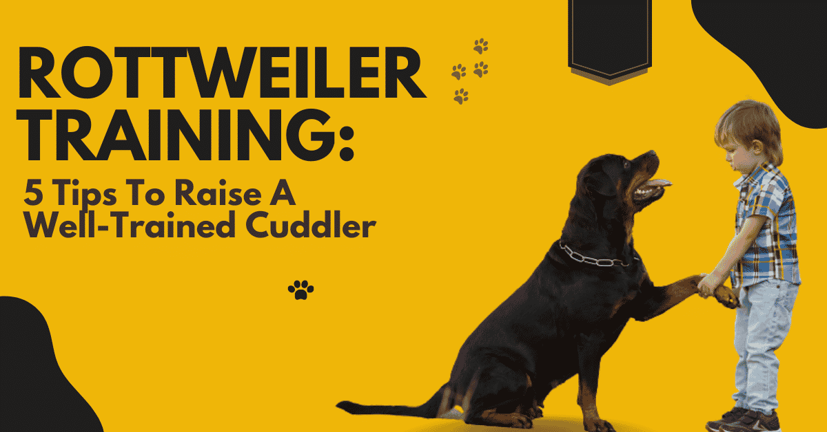 rottweiler-training-5-tips-to-raise-a-well-trained-cuddler-vom-hause