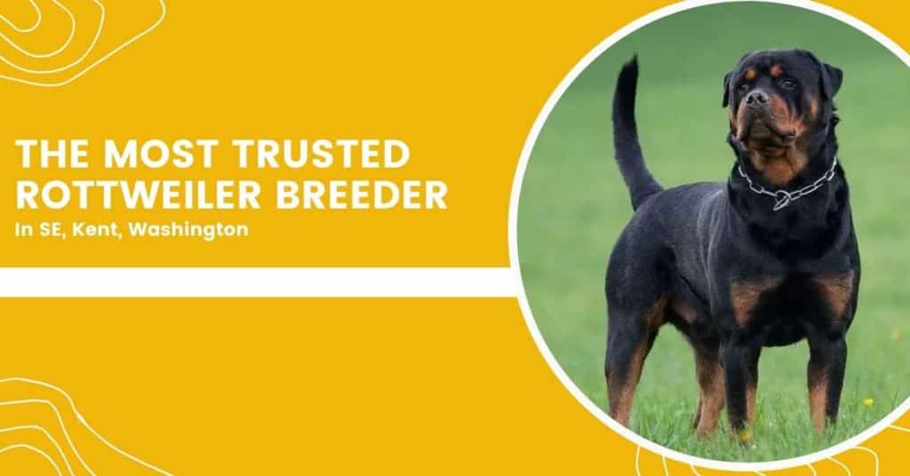 Most-Trusted-Rottweiler-Breeder-In-Washington