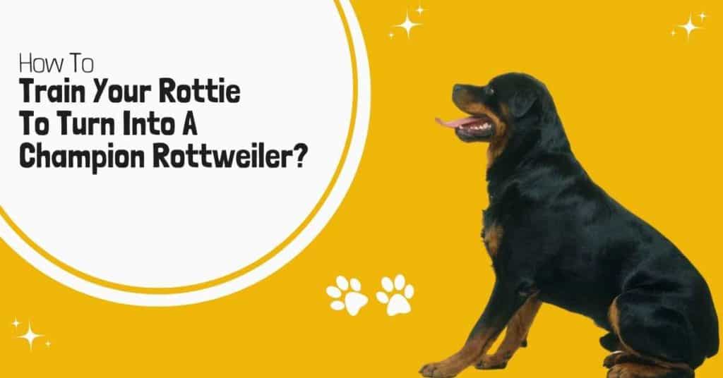 champion-rottweilers