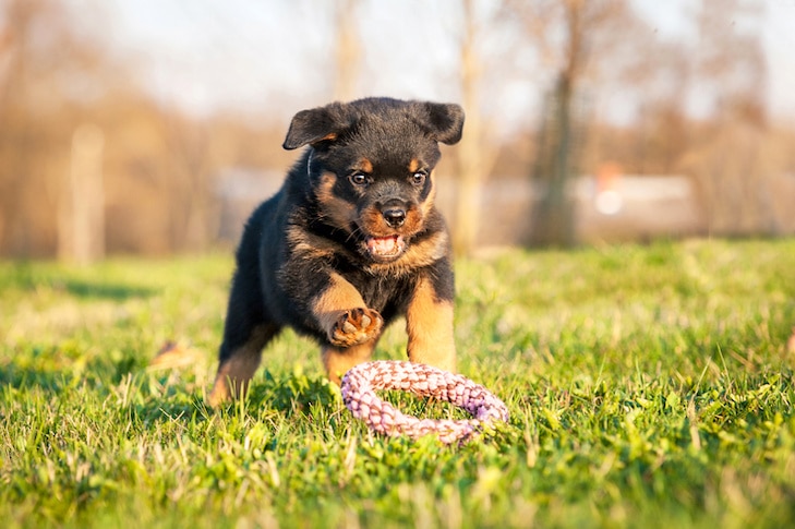 Champion-Rottweilers