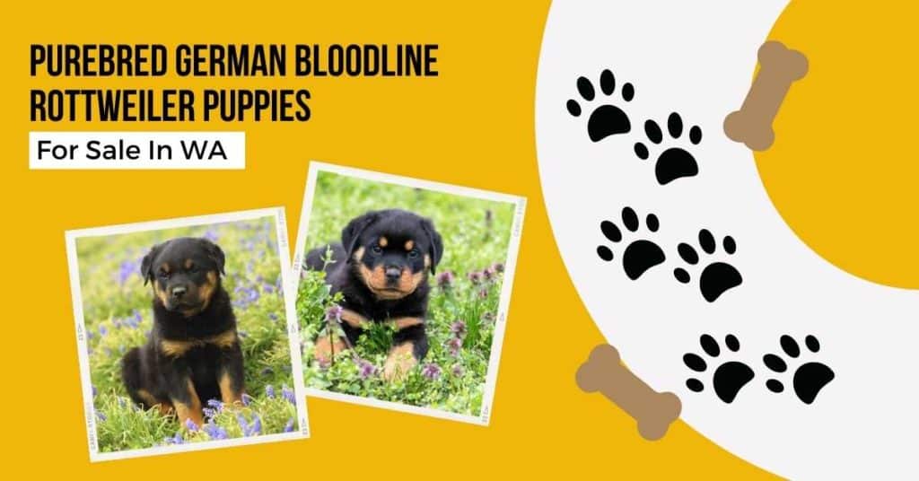 german-bloodline-Rottweiler-puppies