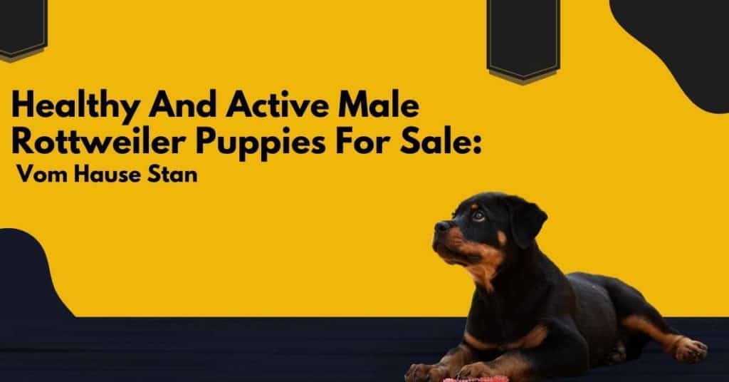 male-rottweiler-puppies-for-sale