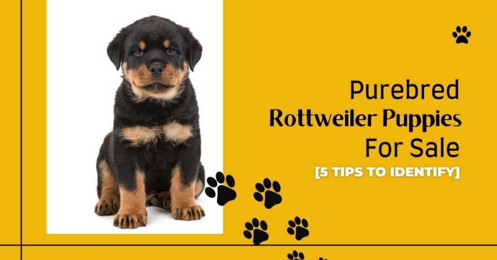 rottweiler-puppies-for-sale