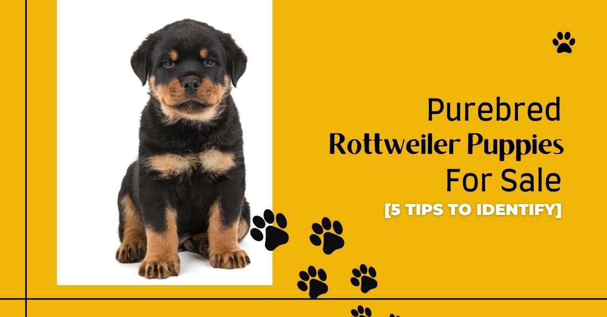 Purebred Rottweiler Puppies For Sale [5 Tips To Identify]