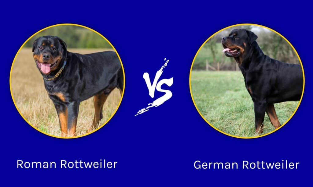 German-Rottweiler-puppies-for-sale