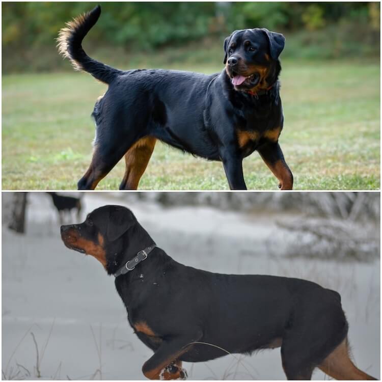 German-Rottweiler-puppies