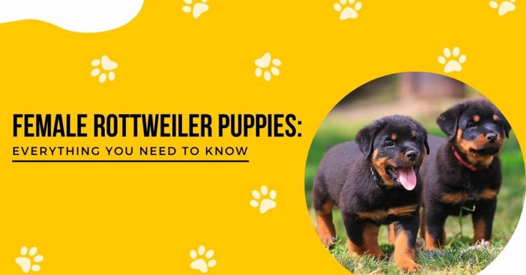 female-rottweiler-puppies