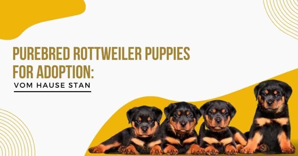 rottweiler-puppies-for-adoption