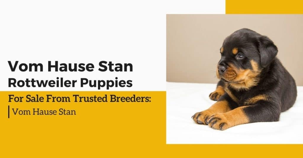 Rottweiler_puppies_for_sale_from_trusted_breeders