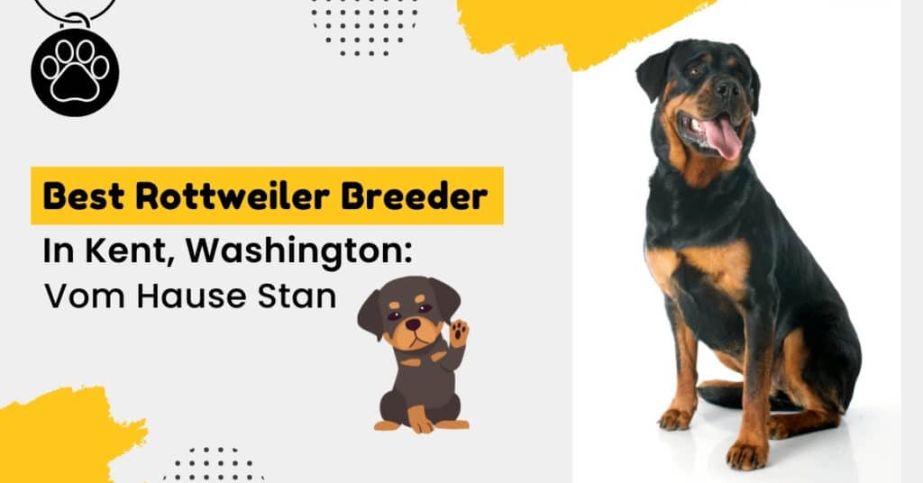 best Rottweiler-breeder-in-Kent