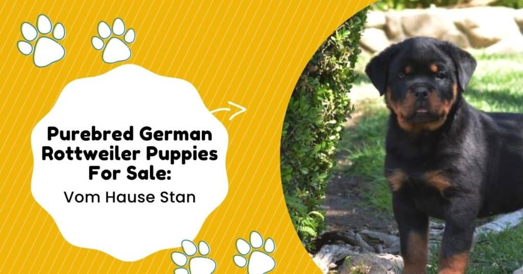 german_rottweiler_puppies_for_sale