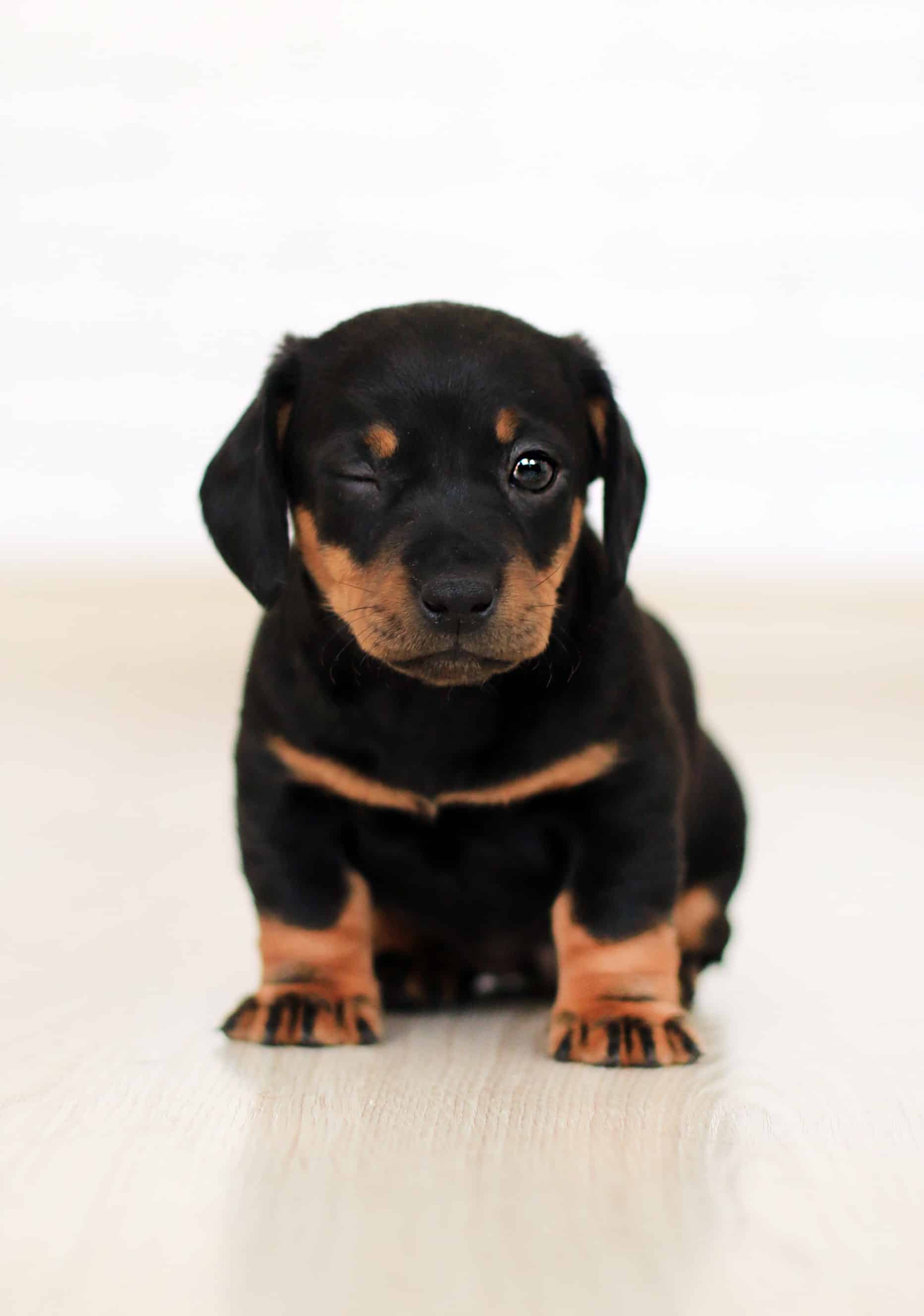 Rottweiler-Puppy