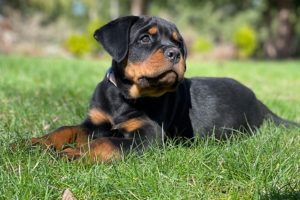 Rottweiler Puppies for Sale/Adoption - Vom Hause Stan