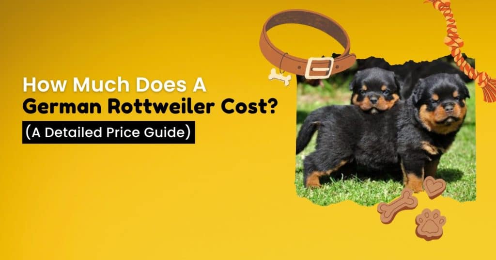 how_much_does_a_german_rottweiler_cost