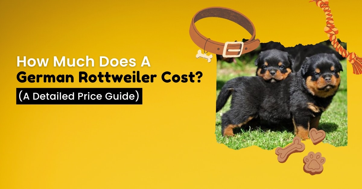 how much should a rottweiler cost