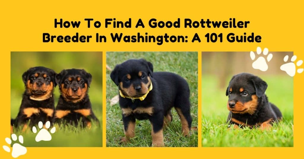 how-to-find-a-good-rottweiler-breeder-in-washington