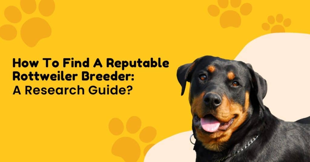 how-to-find-a-reputable-rottweiler-breeder