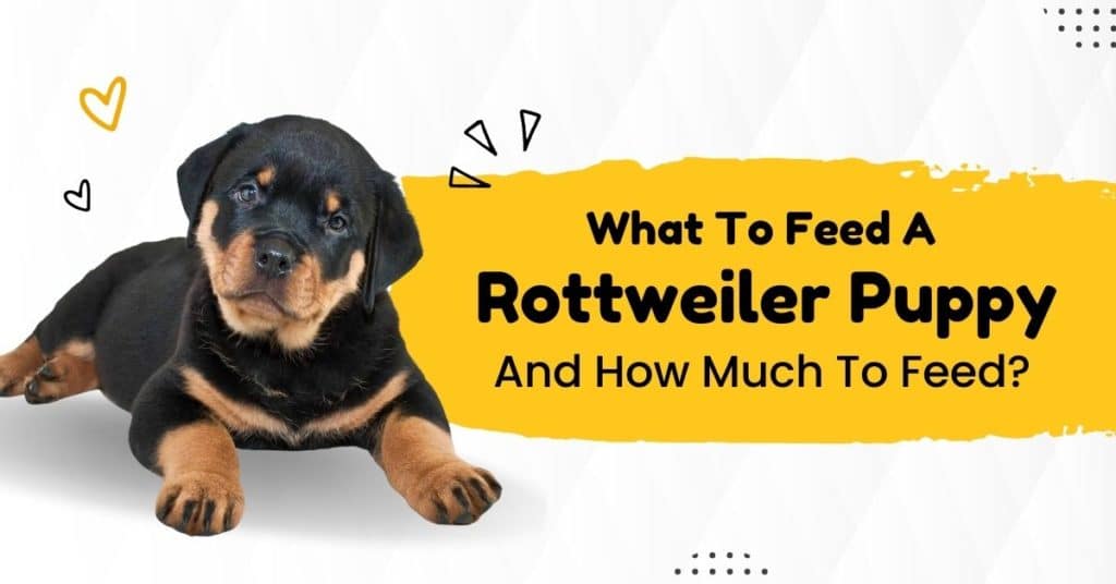 what-to-feed-a-rottweiler-puppy-and-how-much-to-feed?