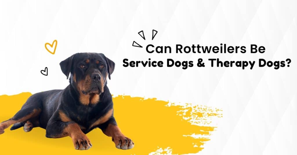 Read Blogs On Rottweilers’ Behavior, Nutrition, and Training