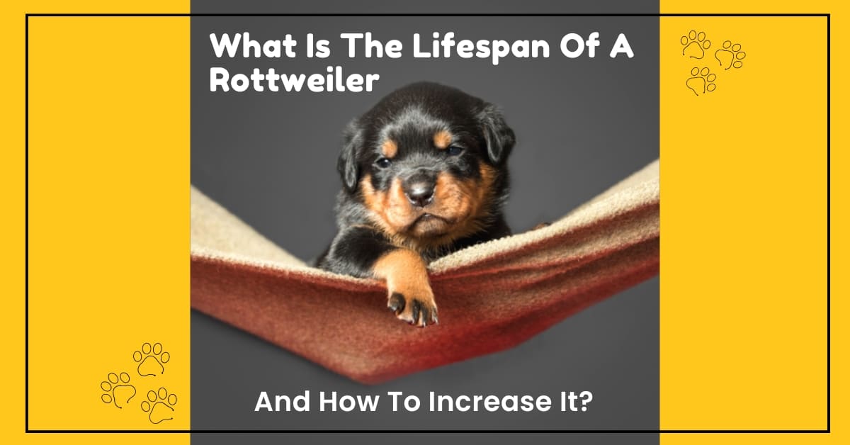 Lifespan-Of-A-Rottweiler