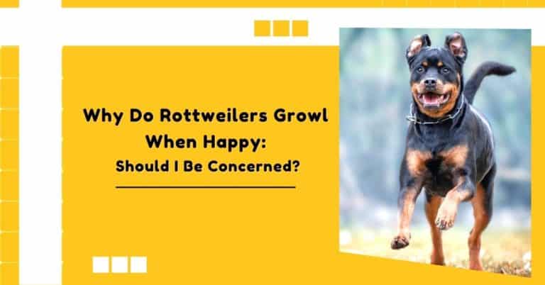 Why Do Rottweilers Rumble Why Do Rottweilers Growl When Happy: Should You Be Concerned?