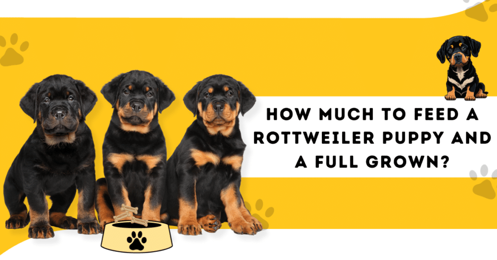 How much should a rottweiler puppy eat hotsell