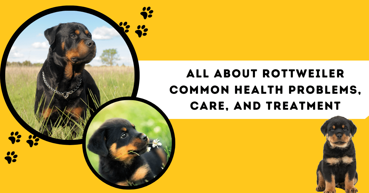 rottweiler-common-health-problems