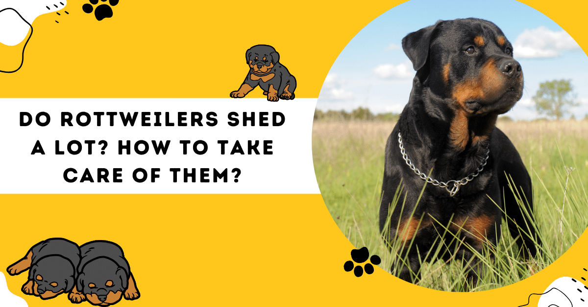 does-rottweilers-shed-a-lot