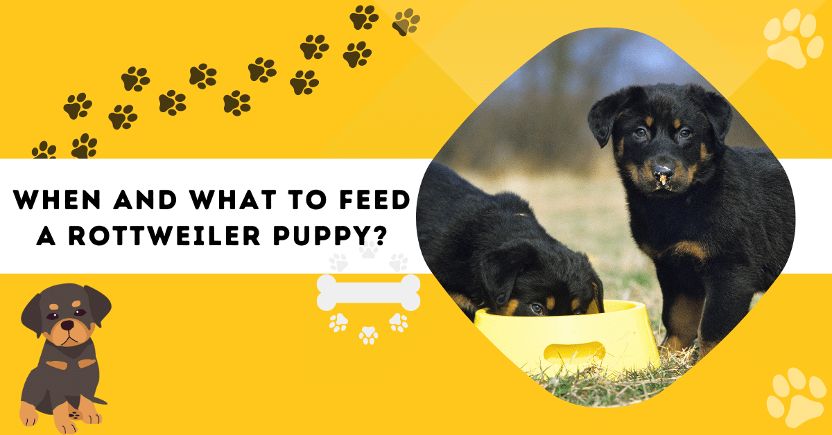 what-to-feed-rottweiler-puppy