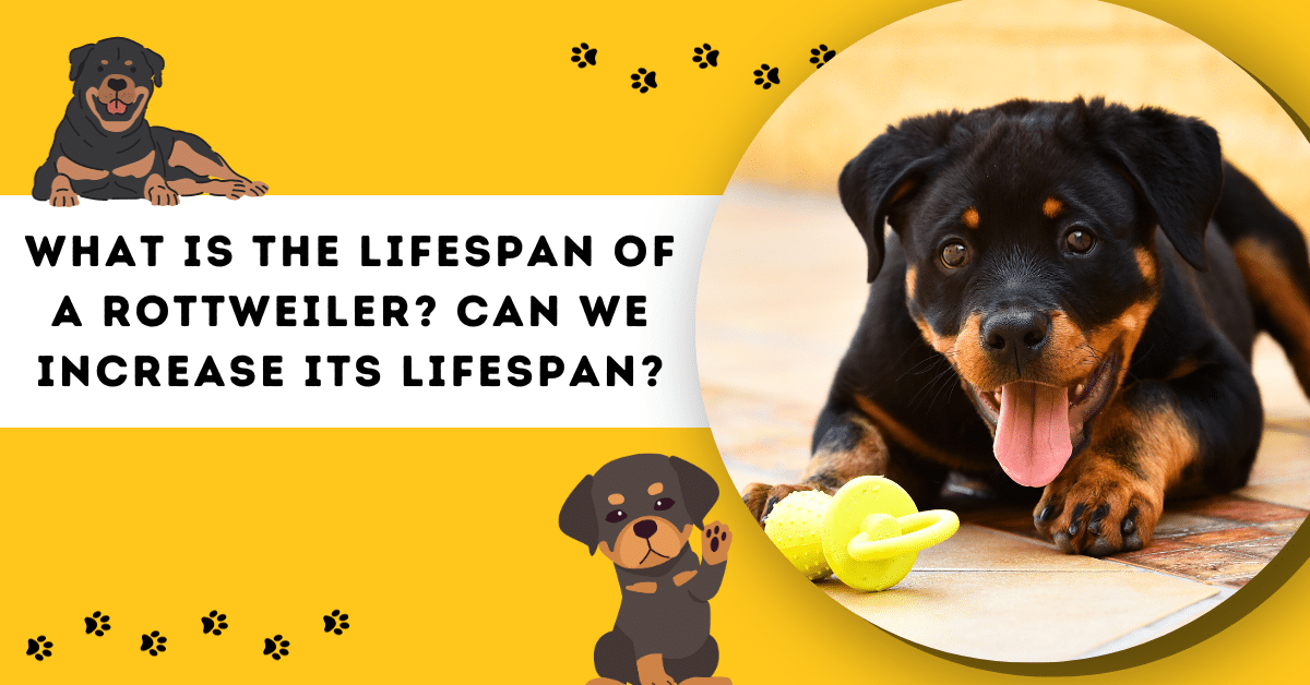 what-is-the-lifespan-of-a-rottweiler